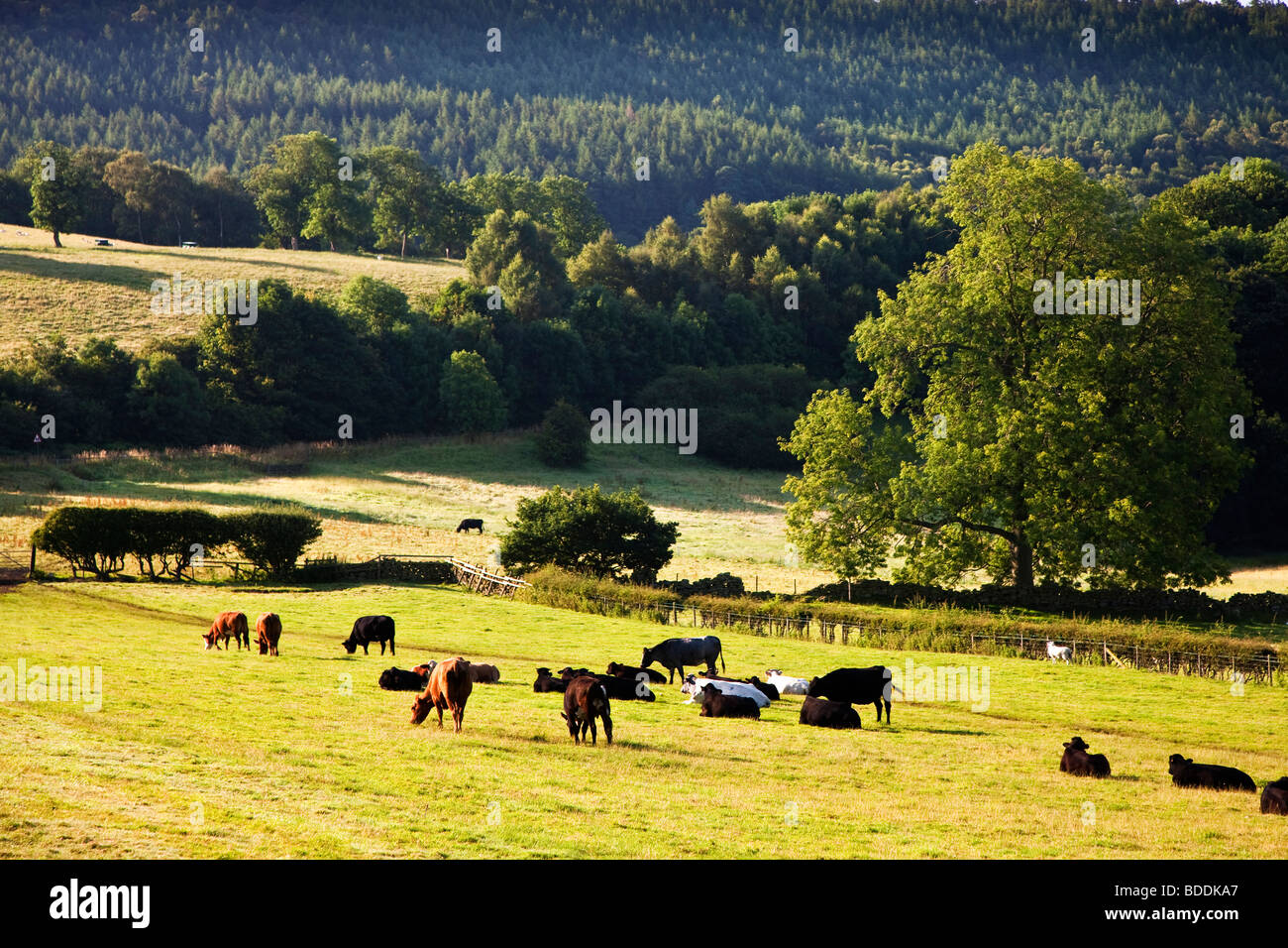 Bilsdale, Ryedale, North Yorkshire Moors National Park Stock Photo