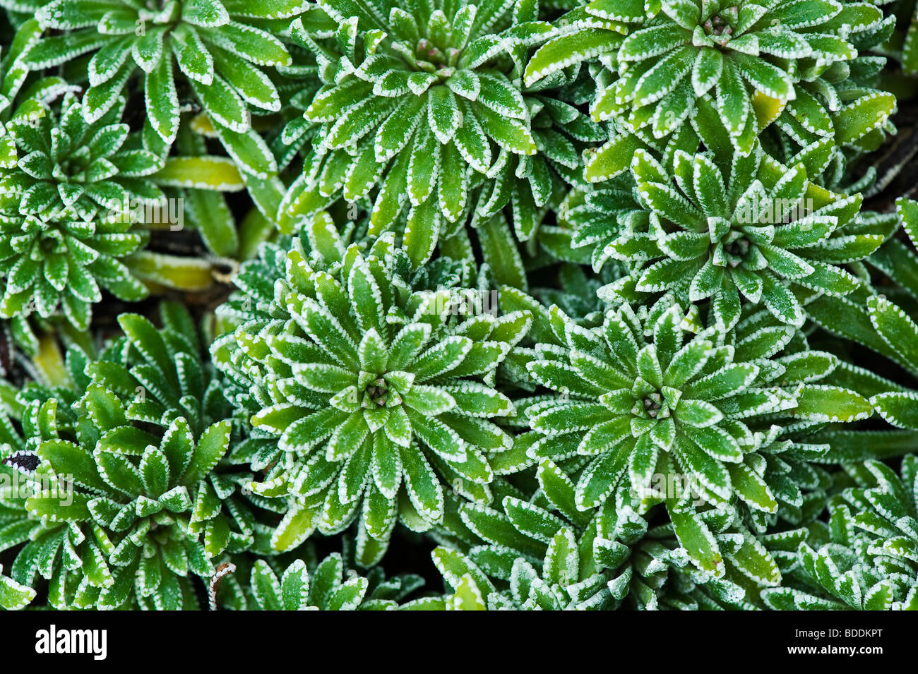 Saxifraga crustata. Crusted-leaved saxifrage plant Stock Photo