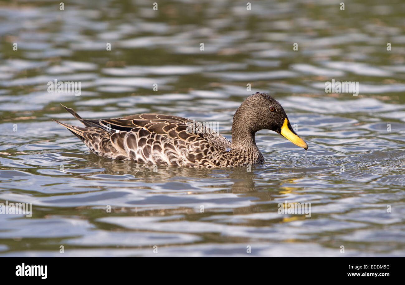 South African Yellowbill, Anas undulata undulata Stock Photo Alamy