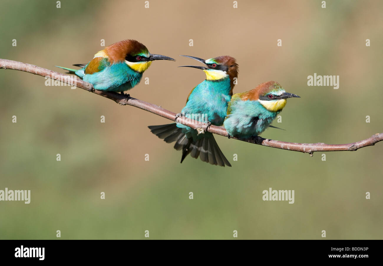 Three European Bee eaters; Merops apiaster; perching on branch mating  behaviour Stock Photo
