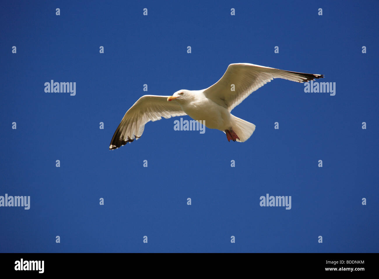 2517. Herring Gull, Cornwall - Stock Image