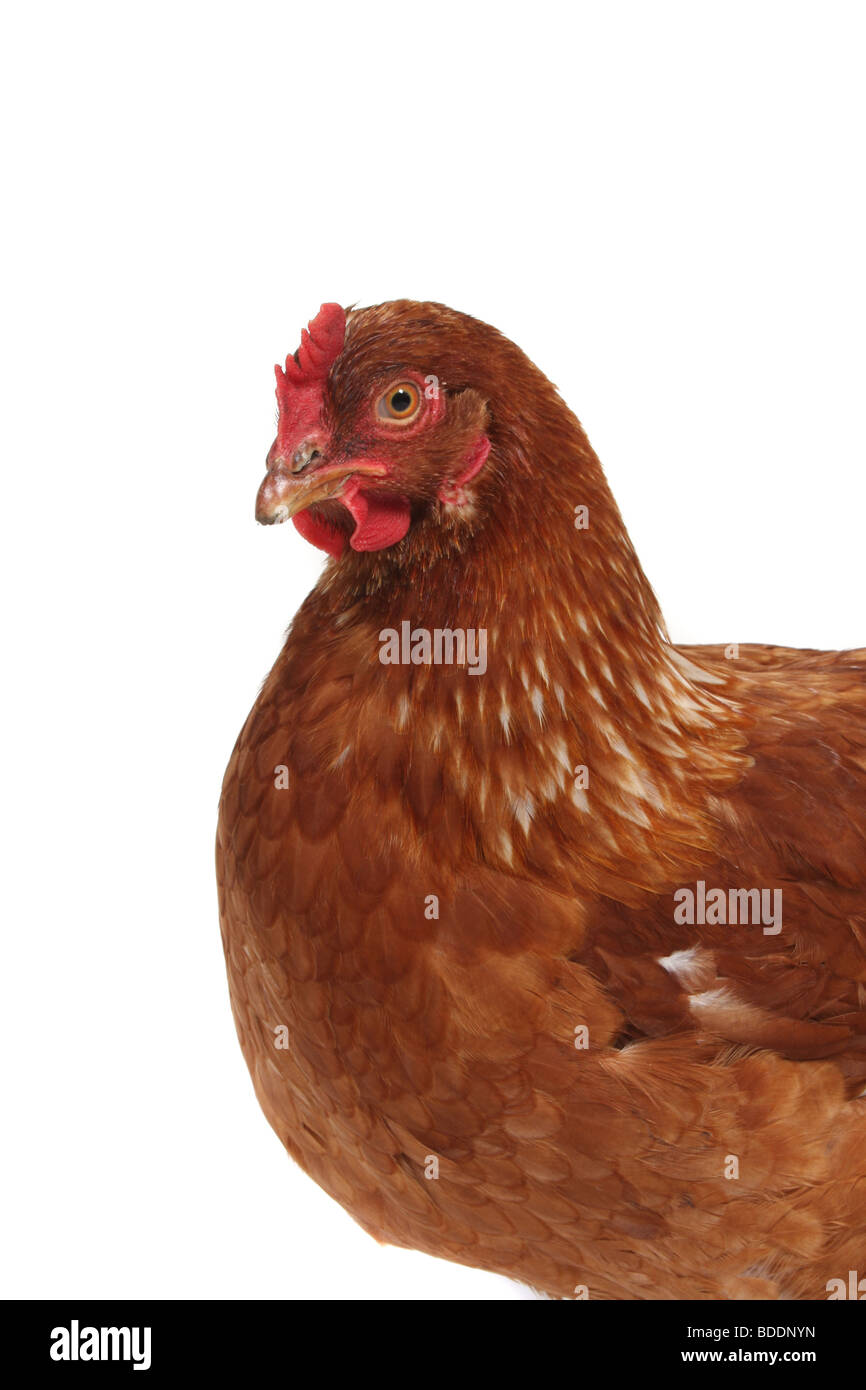 A chicken photographed on a white background Stock Photo