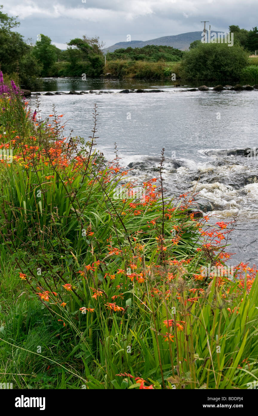 Wild Montbretia flowers (Crocosmia) line the banks of the Bunowen river at Louisburgh, Co. Mayo, Ireland Stock Photo