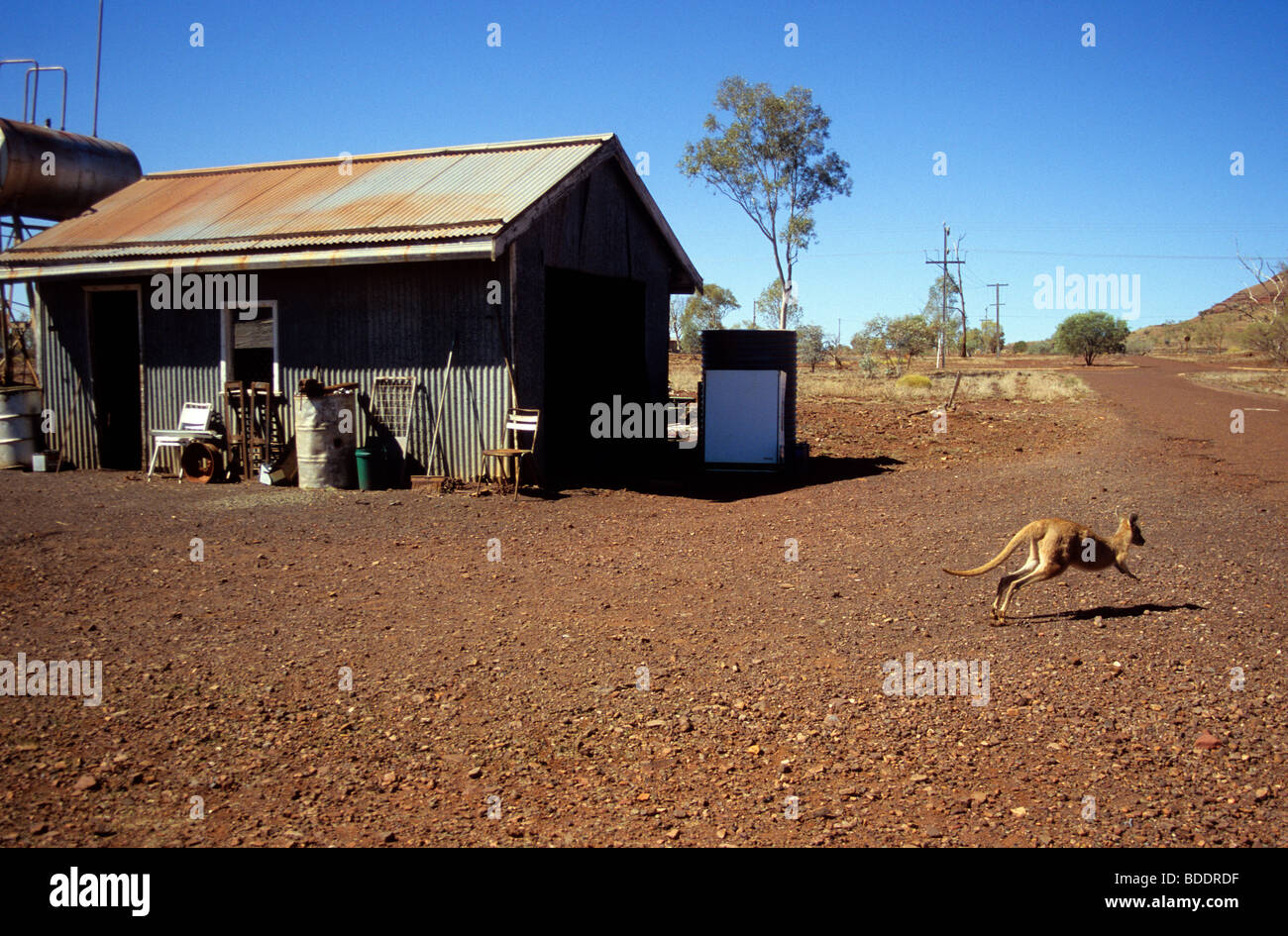 Kangaroo among the desolate ghost town of Wittenoom, in Western Australia. Stock Photo