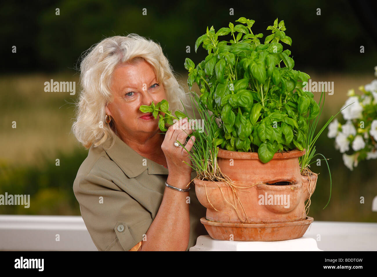 Woman smelling at Basil / (Ocimum spec.) / flavour Stock Photo