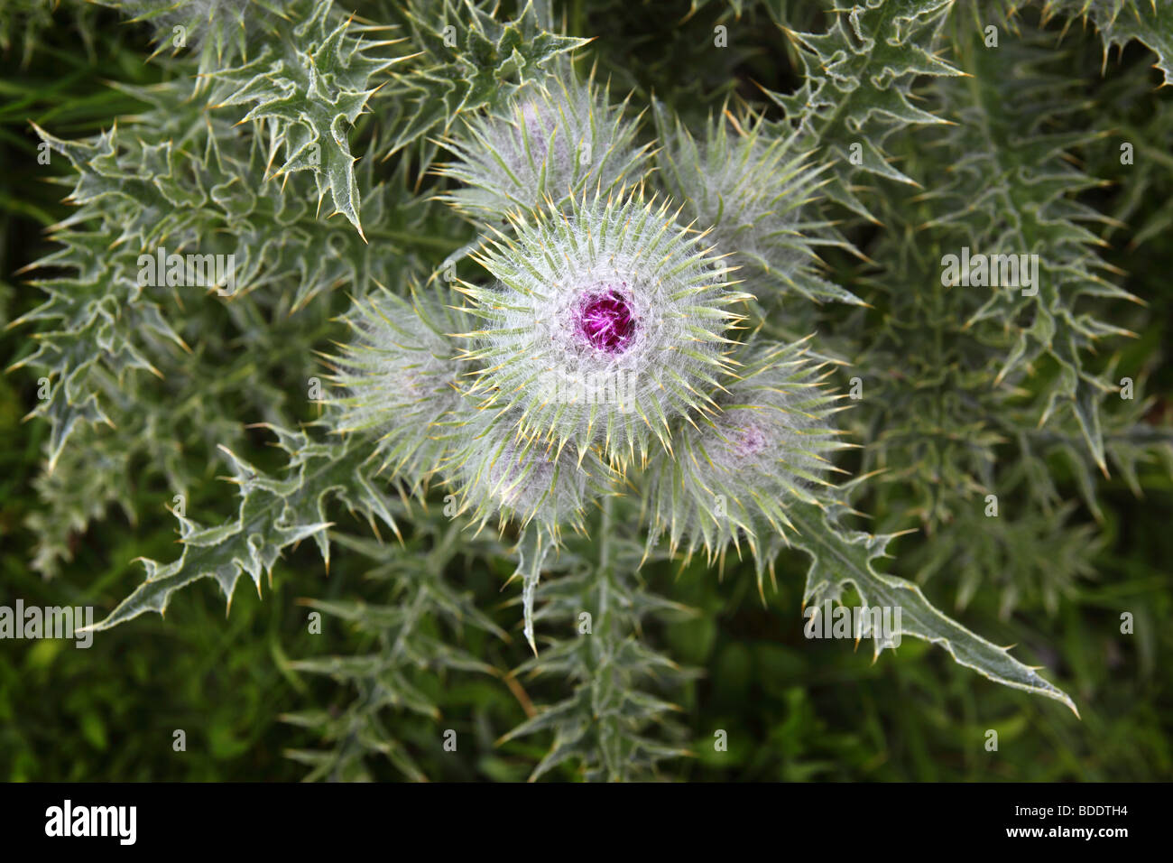 A thistle growing on a mountain side in the Gran Sasso D'Italia in the Apennines, Italy. Stock Photo