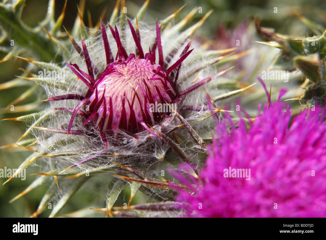 A thistle growing on a mountain side in the Gran Sasso D'Italia in the Apennines, Italy. Stock Photo