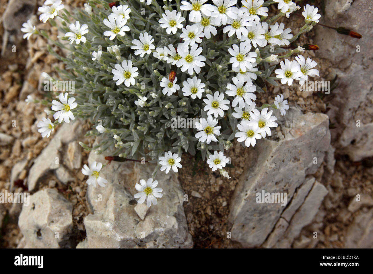 Androsace villosa flowers growing on a mountain side in the Gran Sasso D'Italia in the Apennines, Italy. Stock Photo