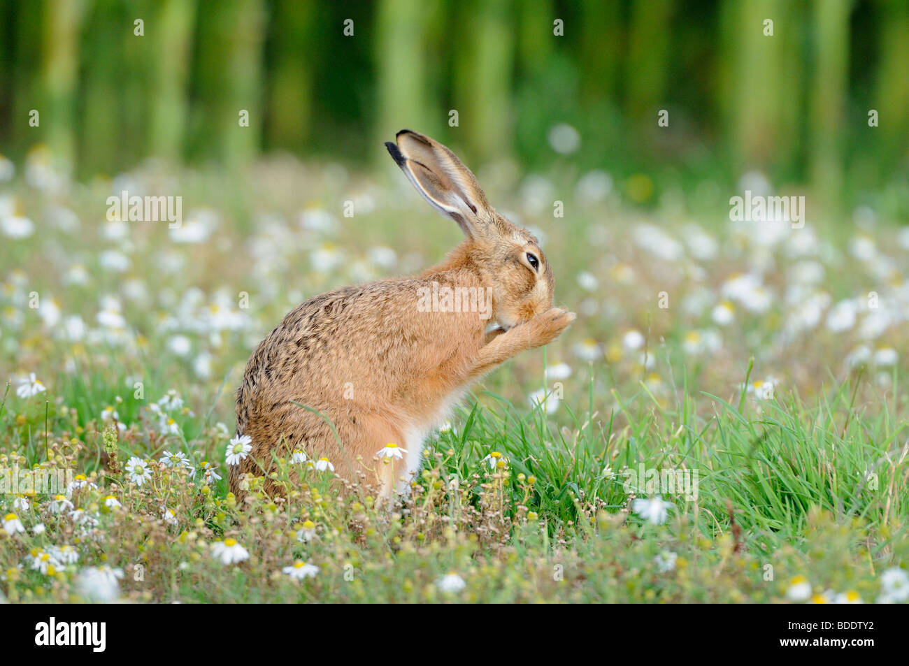 Brown Hare, lepus europaeus, washing amongst Mayweed on arable headland, Norfolk, England, July Stock Photo