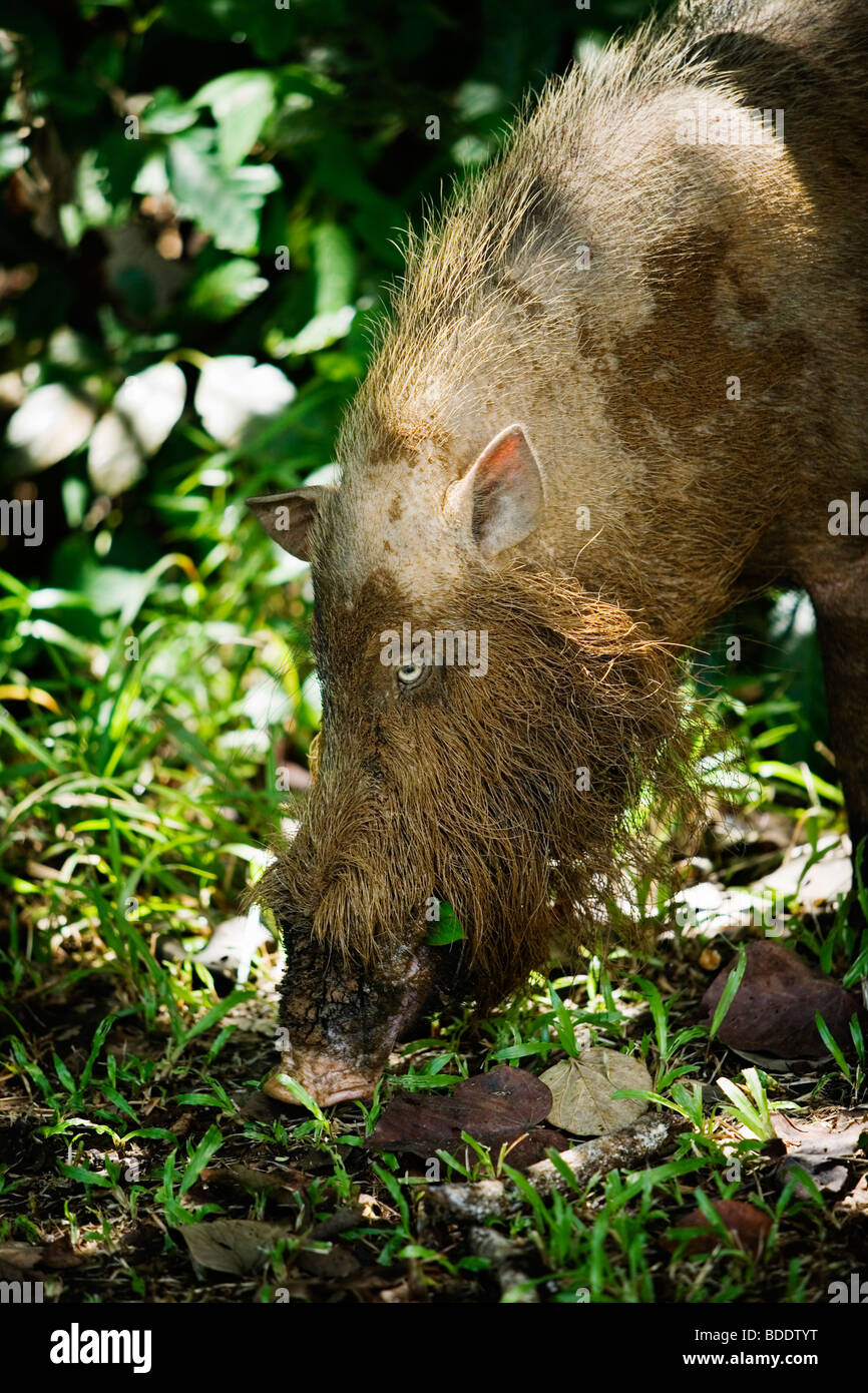 Jungle pig hires stock photography and images Alamy