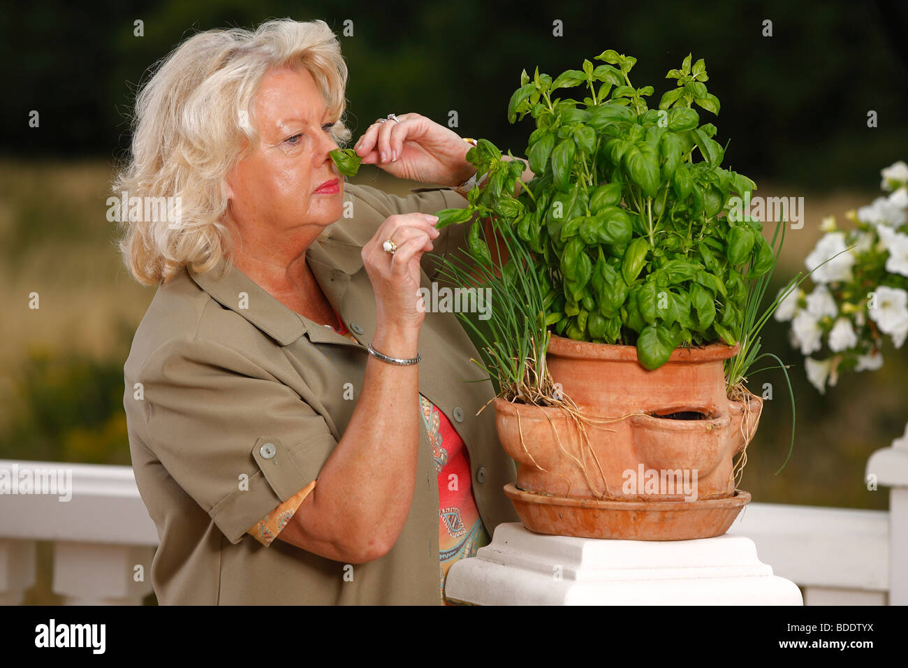 Woman smelling at Basil / (Ocimum spec.) / flavour Stock Photo