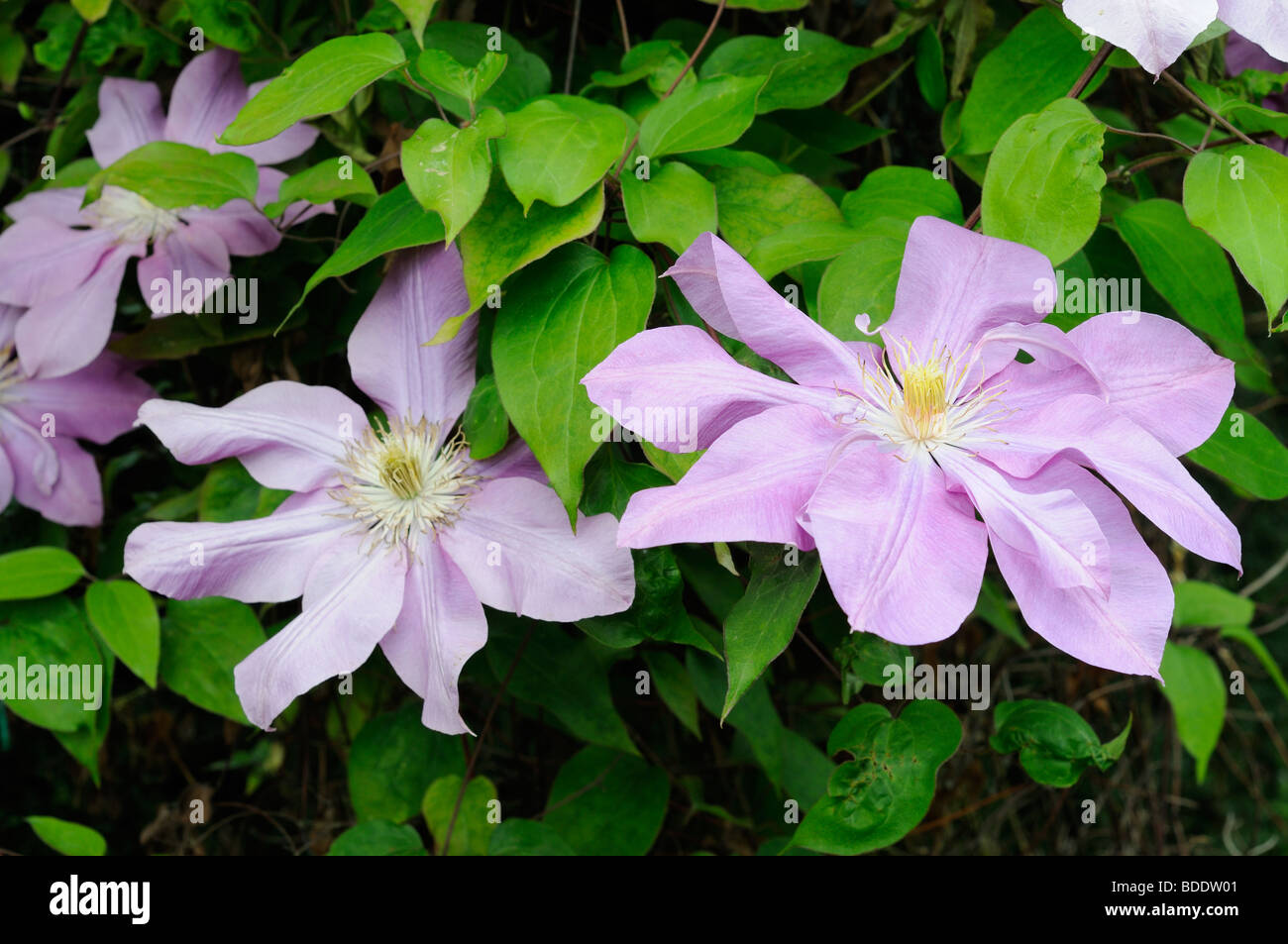 Clematis, 'Dorothy Tolver', Early large flowered variety, flowers in full bloom, Uk, June Stock Photo