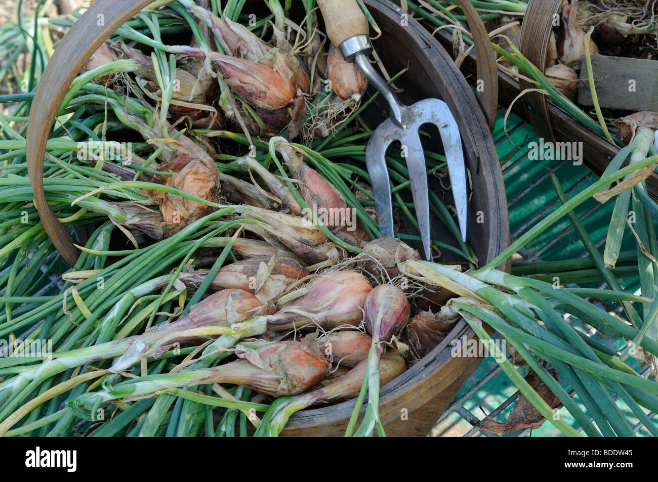 Freshly harvested shallots, 'Jermor', in trugs ready to dry off for winter storage, Uk, july Stock Photo