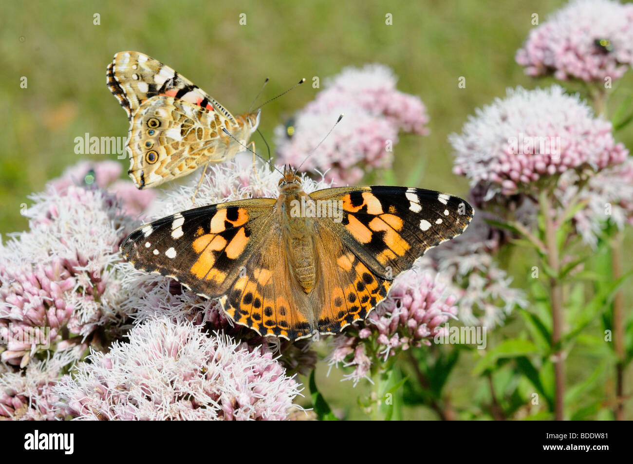 Painted lady butterfly feeding on hemp agrimony Stock Photo
