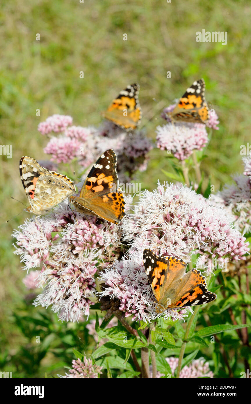 Painted lady butterfly feeding on hemp agrimony Stock Photo