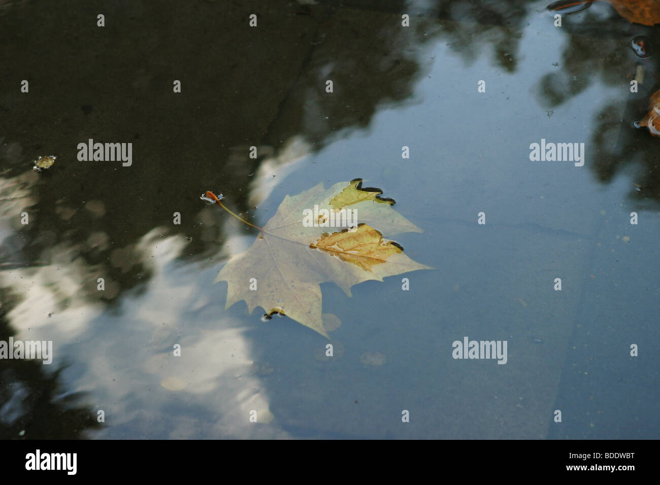 A leaf floating on water Stock Photo Alamy