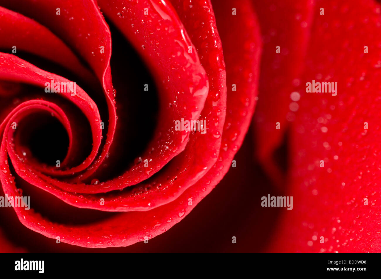 red rose Stock Photo