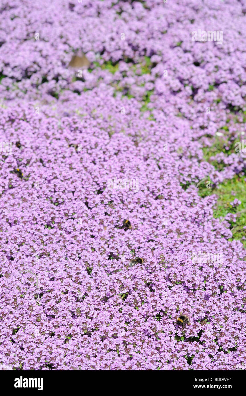 Creeping Thyme 'bressingham pink' ,Uk, July Stock Photo Alamy