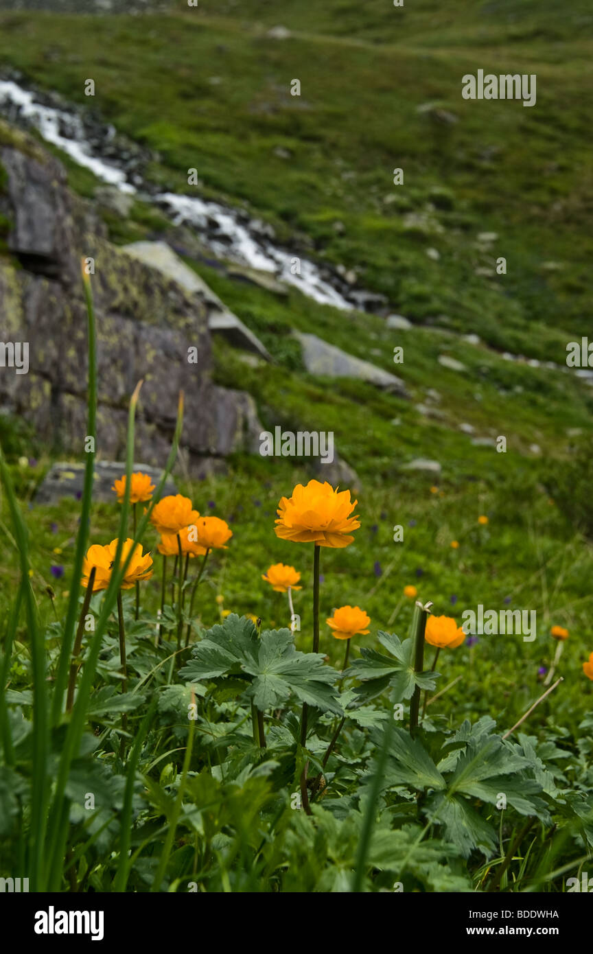 Wild flowers (Trollius altaicus ) in the scene of Altai meadow Stock Photo