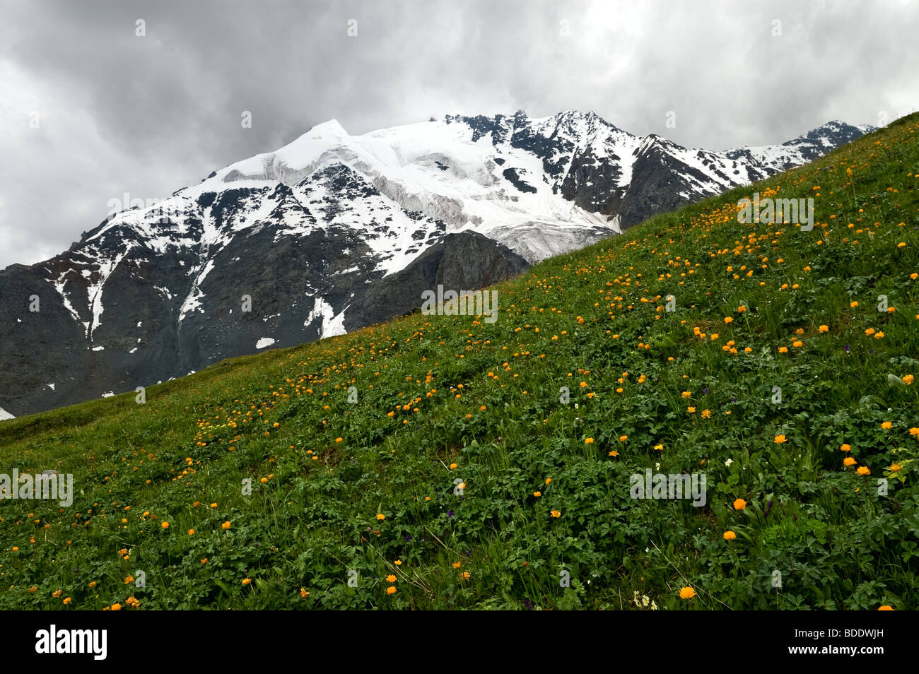 Alpine meadow with Trollius altaicus on a rainy day at Altai (Russia) Stock Photo
