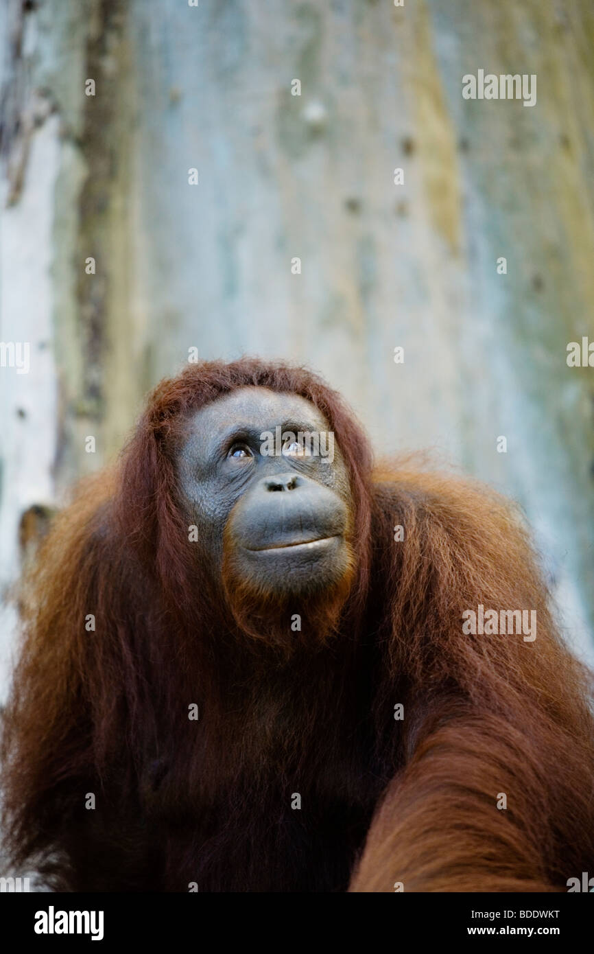 Semi-wild orangutan in Semenggoh Rehabilitation Centre, Sarawak, Borneo, Malaysia. Stock Photo