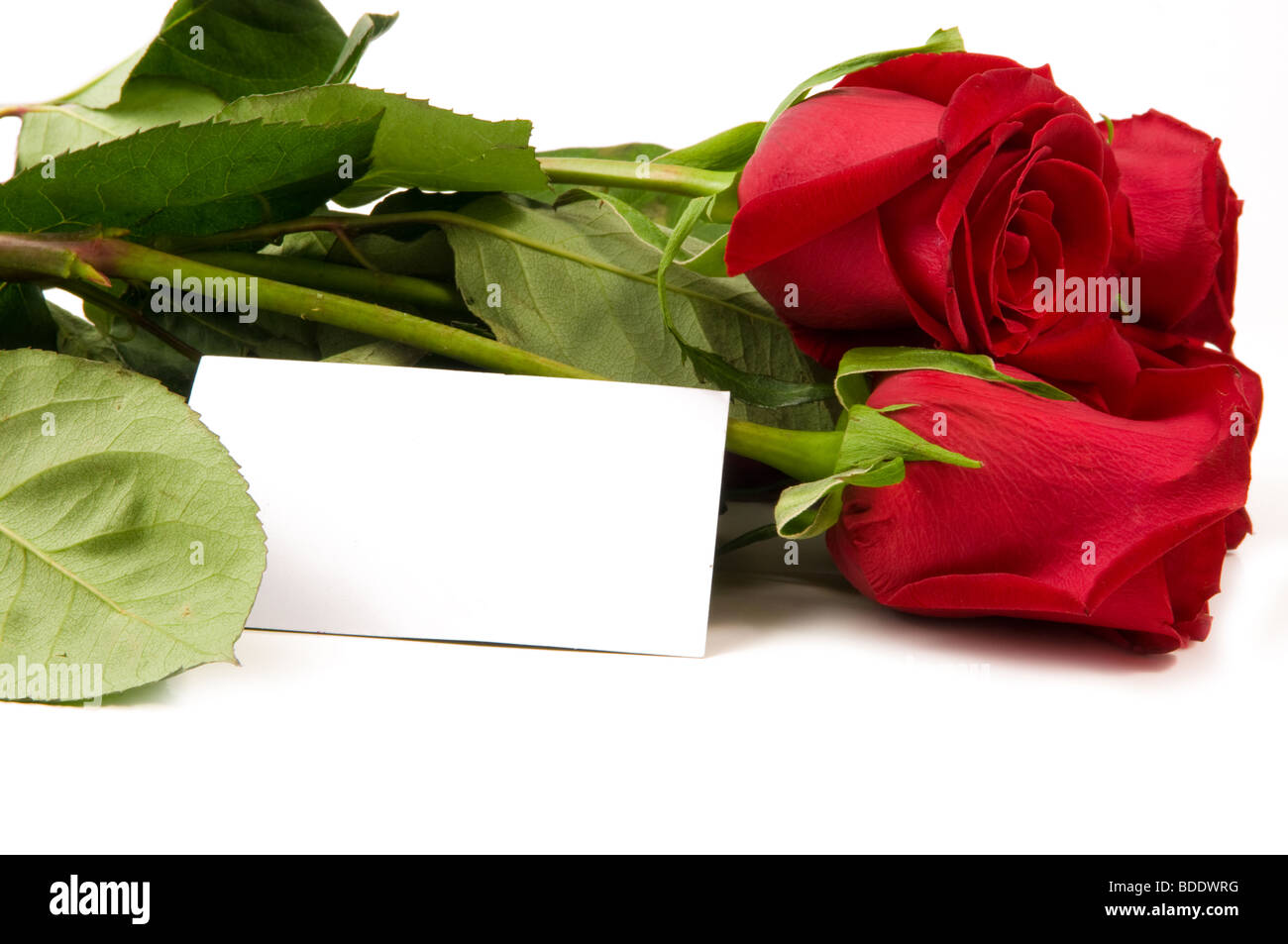 A bunch of roses with a blank card for congratulations. Stock Photo