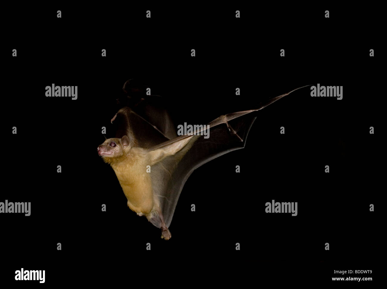 Fruit bat in flight Stock Photo