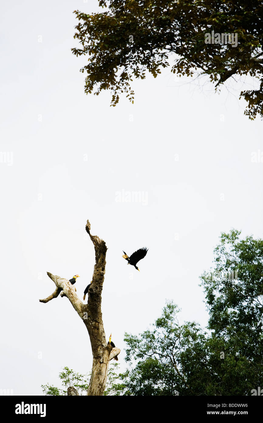 Hornbills in Borneo, Malaysia. Stock Photo