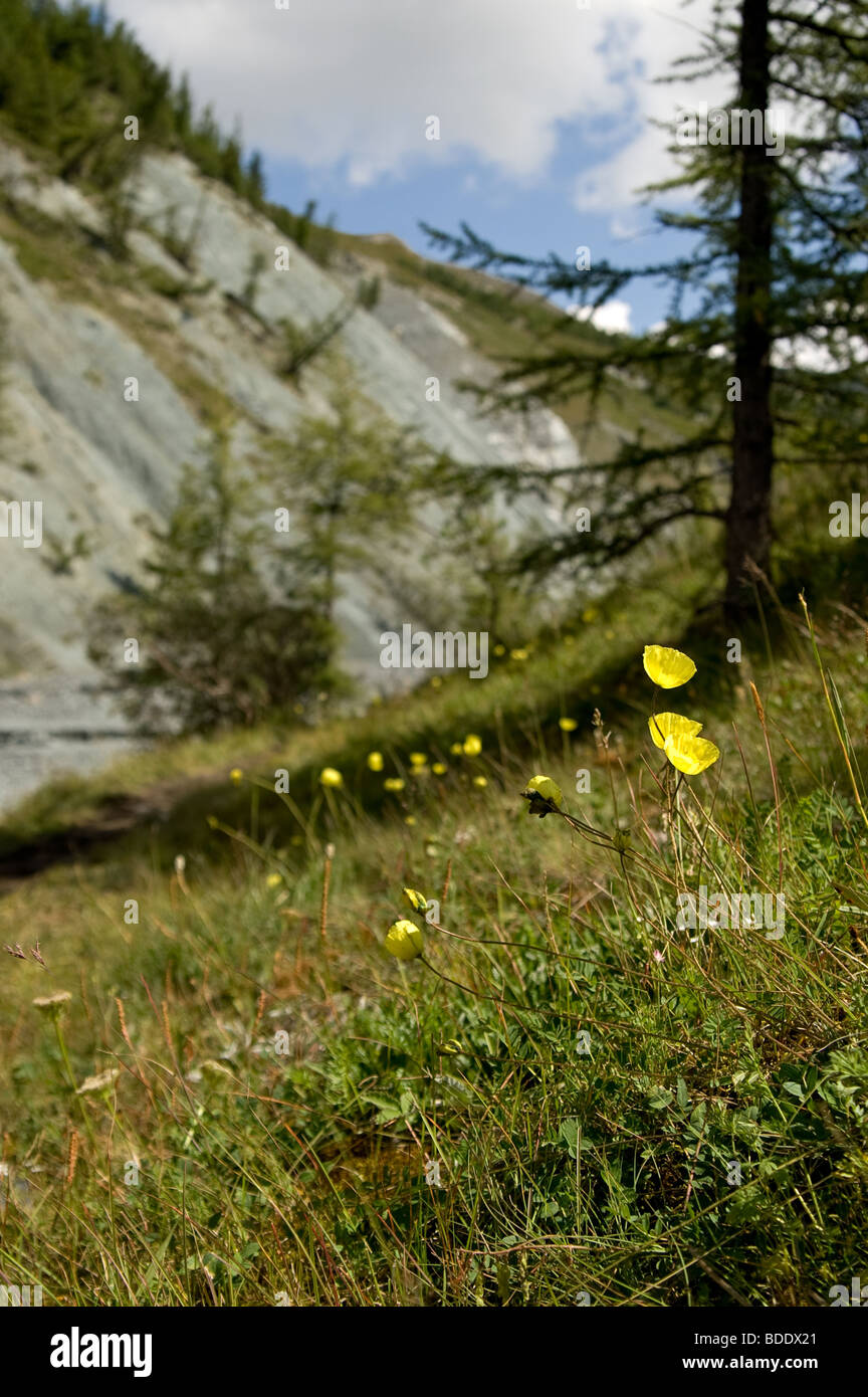 Yellow Alpine poppies (Papaver alpinum) in the valley of Yarlu river. Altai, Russia. Stock Photo