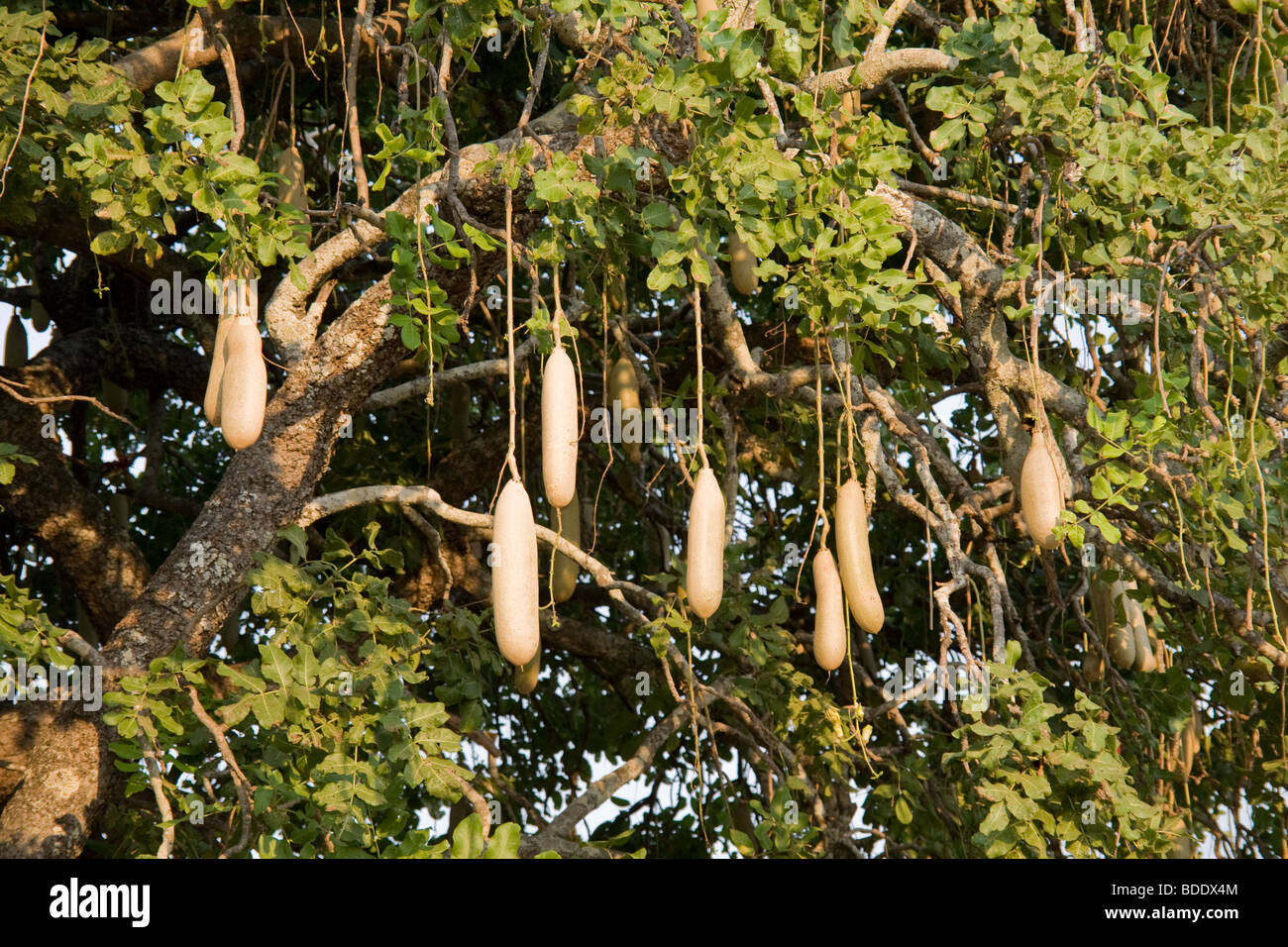 Zambia, Lower Zambesi National Park , Chongwe River Camp. Sausage Tree Stock Photo