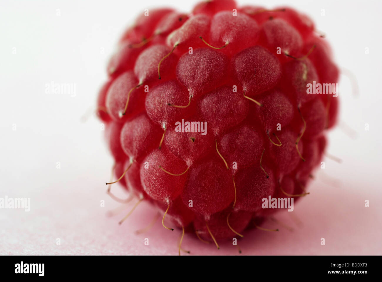 Raspberry close up Stock Photo