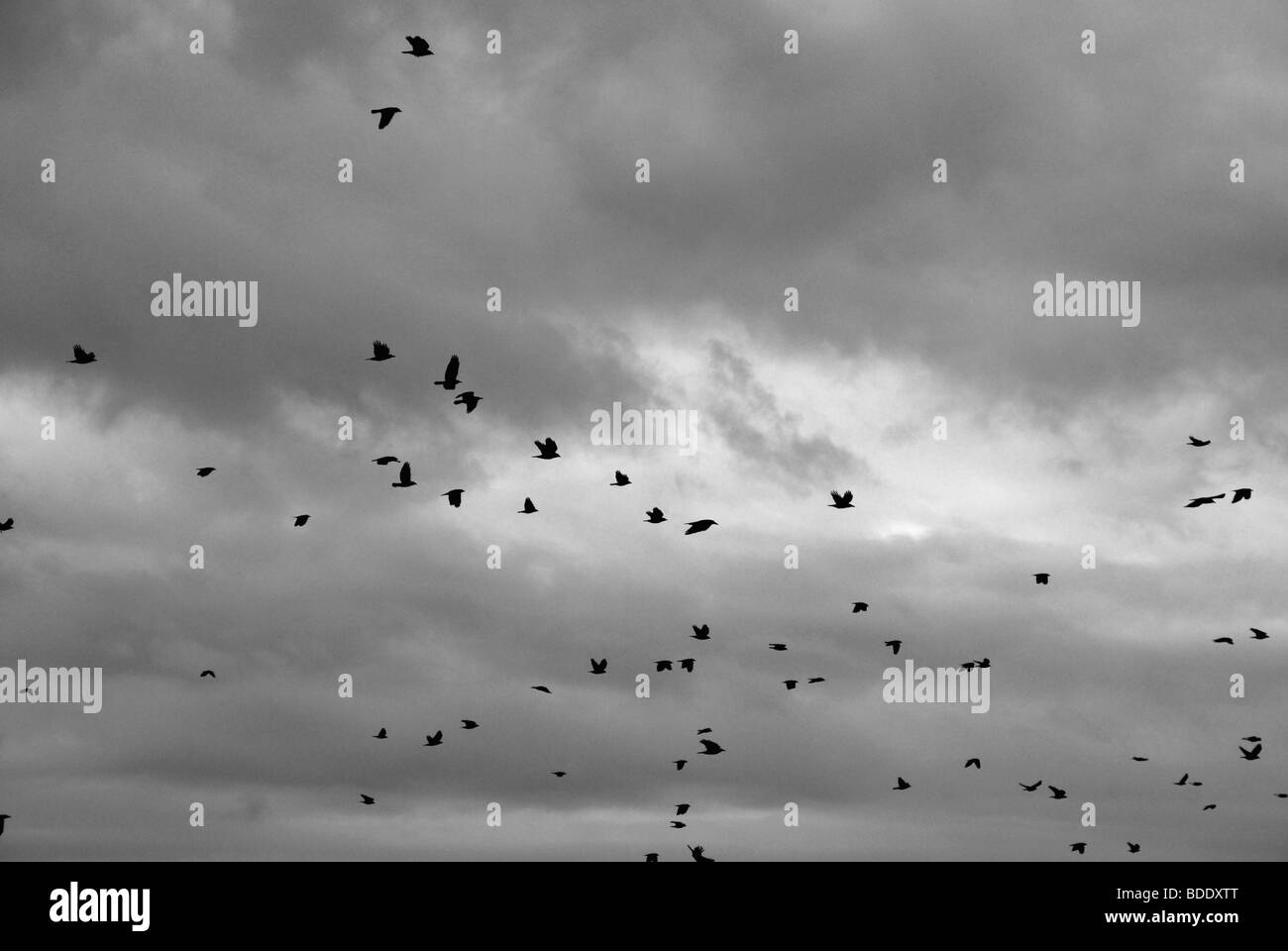 Crows in flight Stock Photo