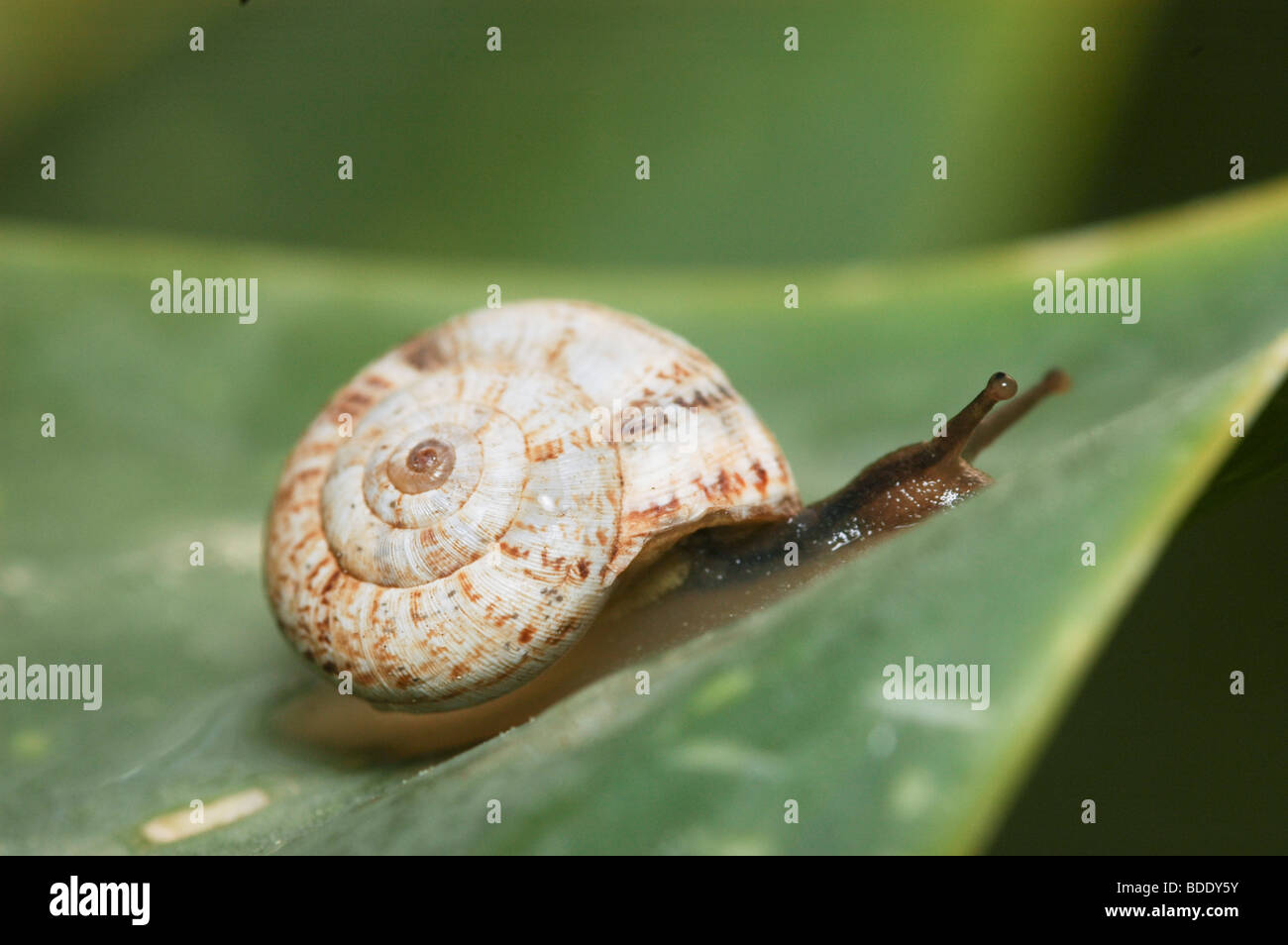White Garden Snail Theba Pisana Stock Photo Alamy