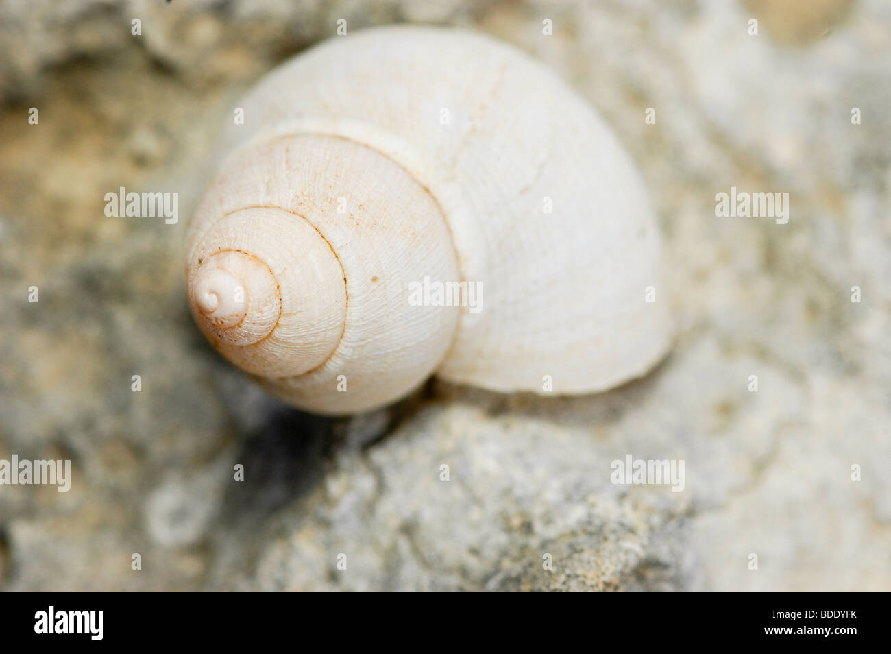 Mediterranean coastal snail hires stock photography and images Alamy