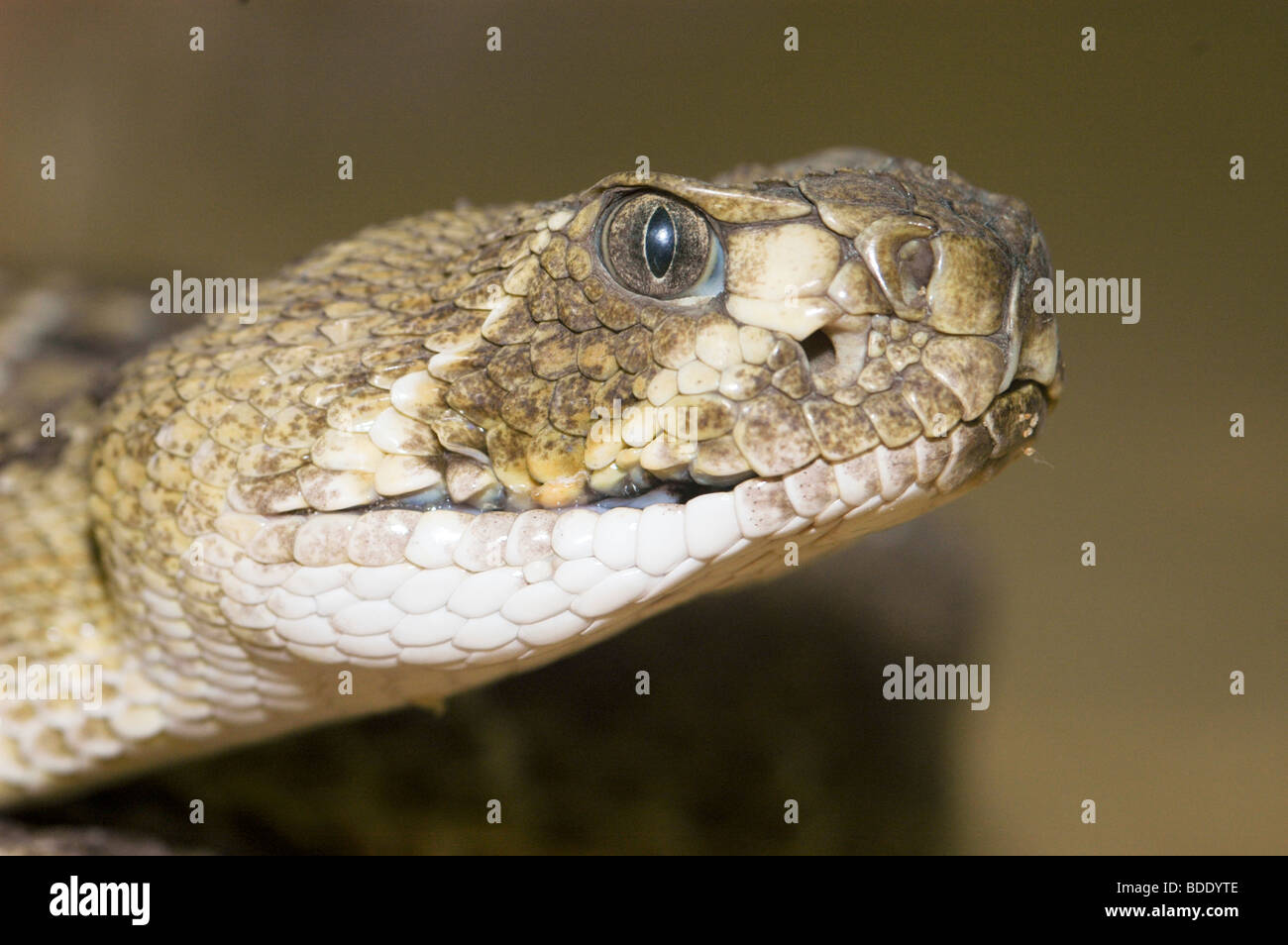 Painted Carpet Viper High Resolution Stock Photography and Images - Alamy