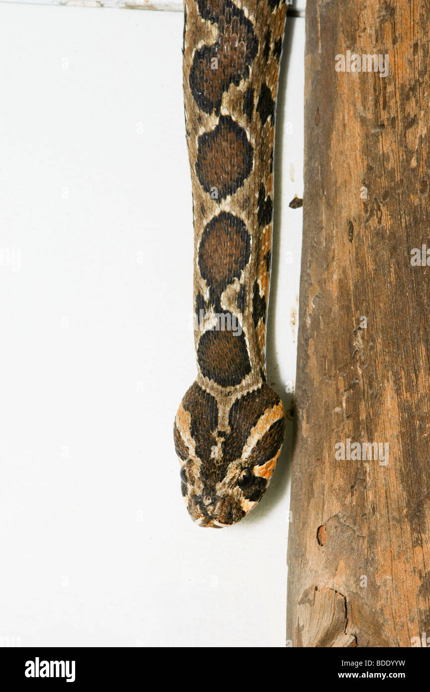 Palestine viper hires stock photography and images Alamy