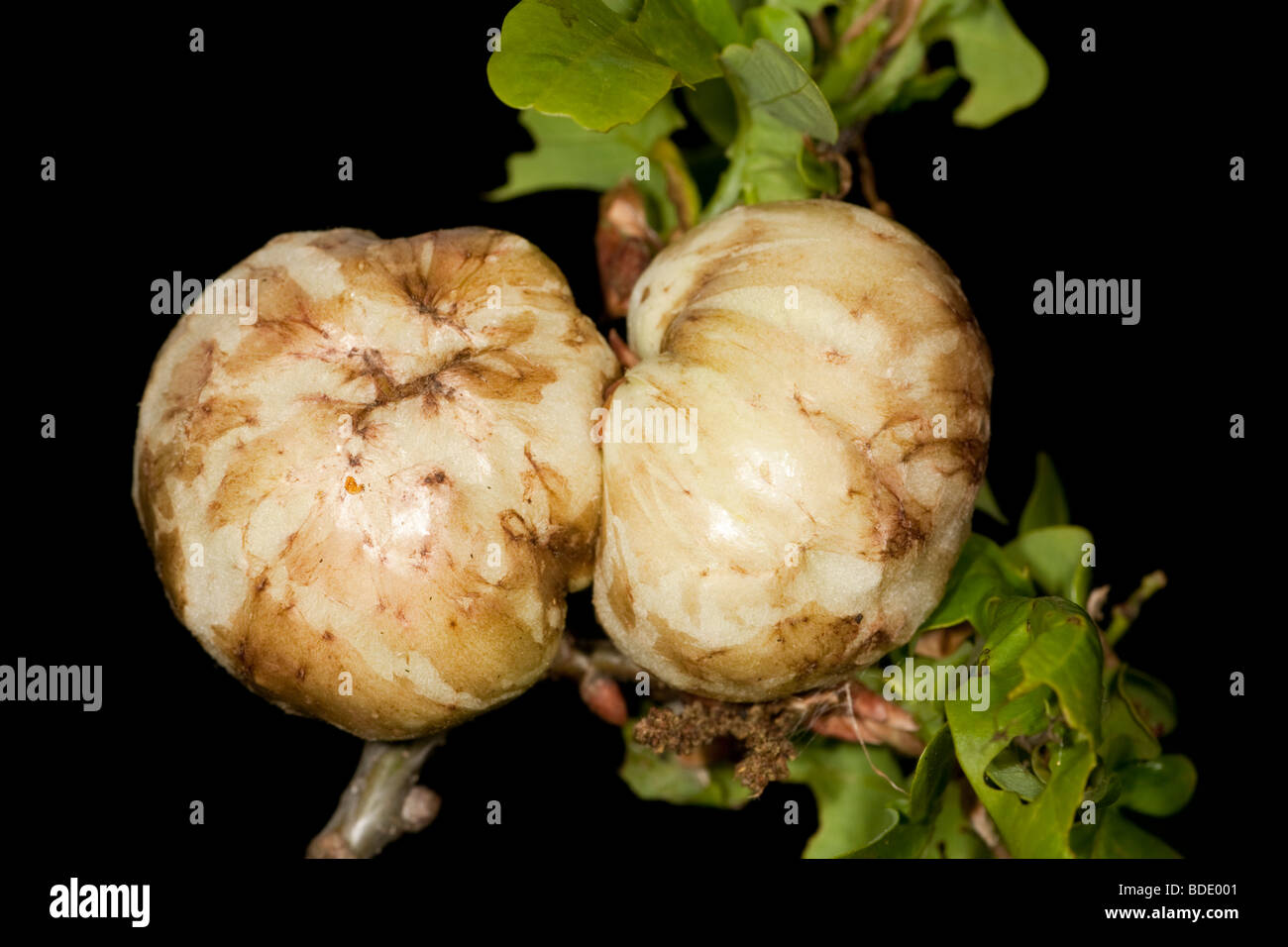 Oak Apple Gall Biorhiza pallida Stock Photo Alamy