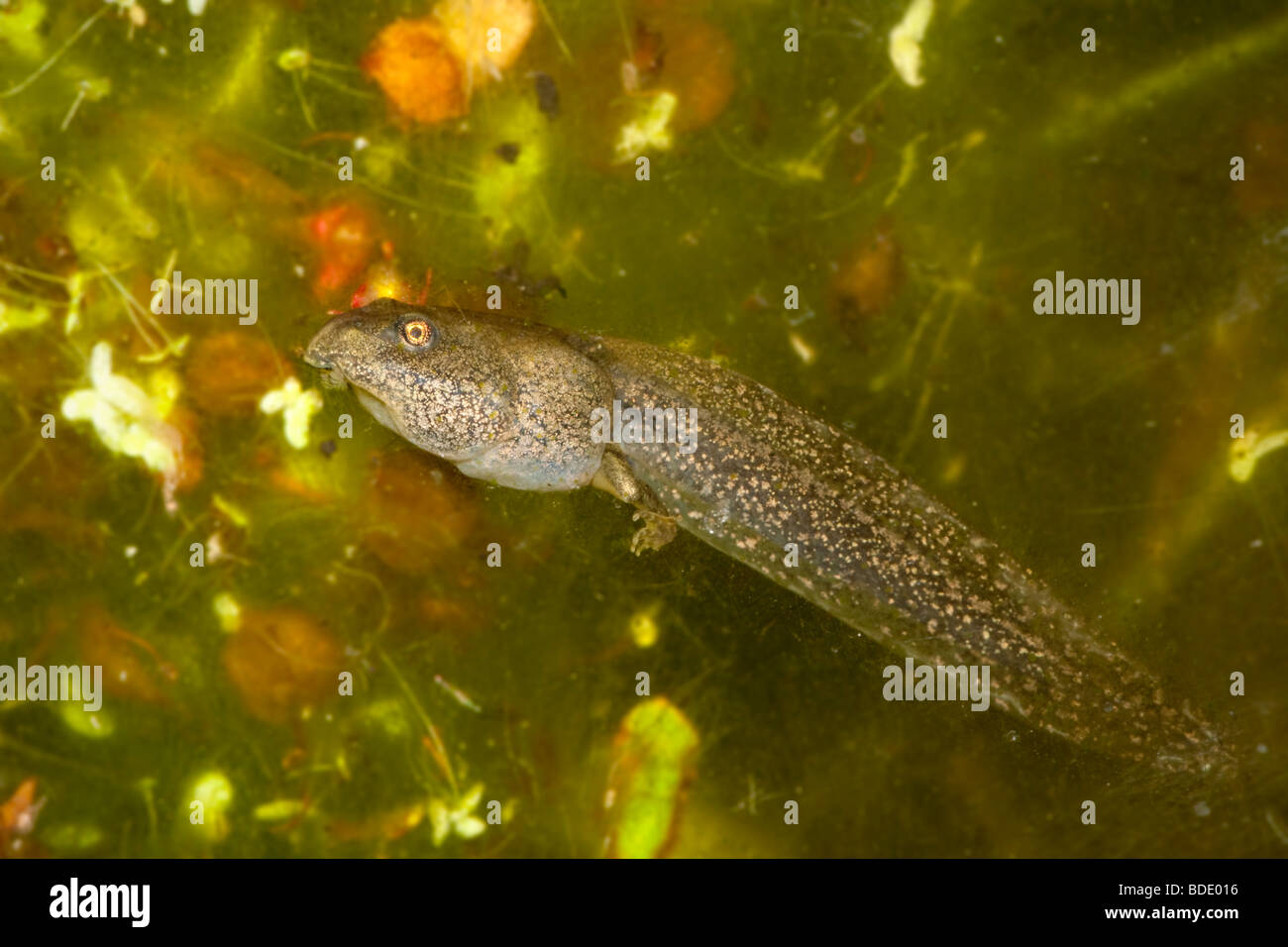 Tadpole with two legs Stock Photo