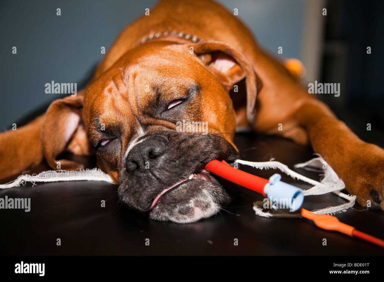 Anaesthetised Boxer Dog Stock Photo