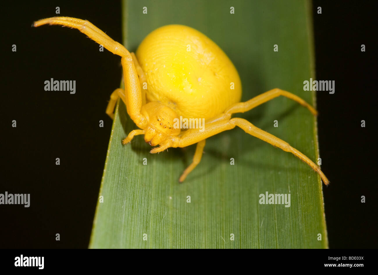 Crab spider on flag iris leaf Stock Photo