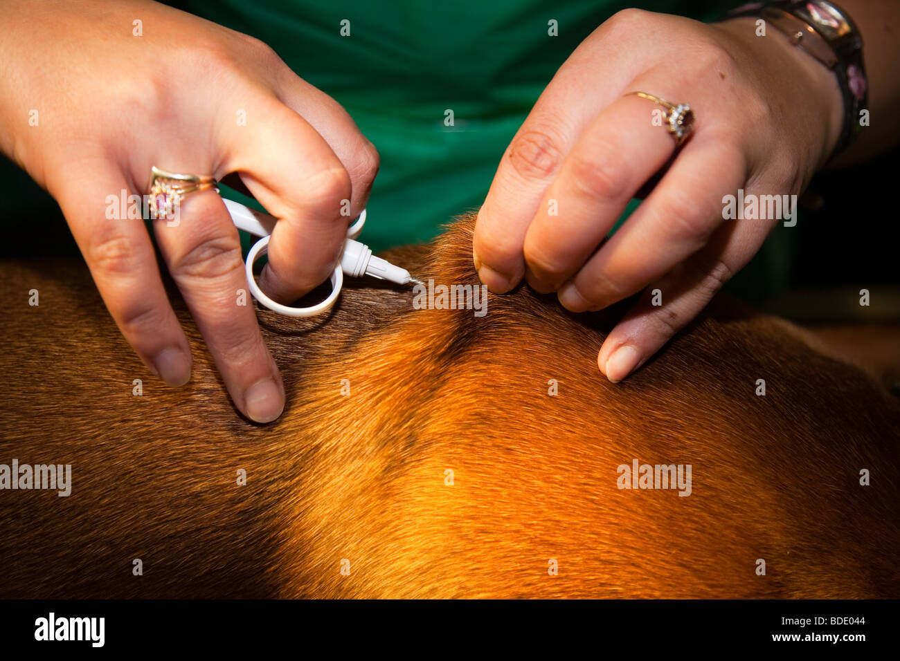 Placing an ID chip in a Dog Stock Photo