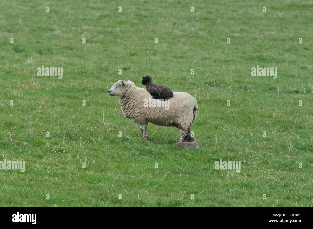 Black lamb sitting on sheeps back Stock Photo Alamy