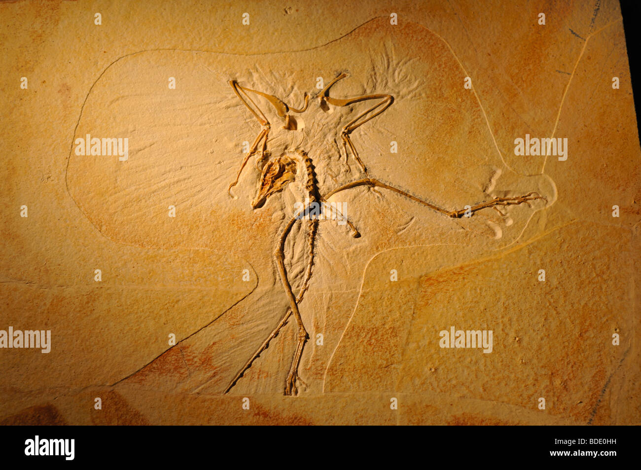 Archaeopteryx fossil hires stock photography and images Alamy