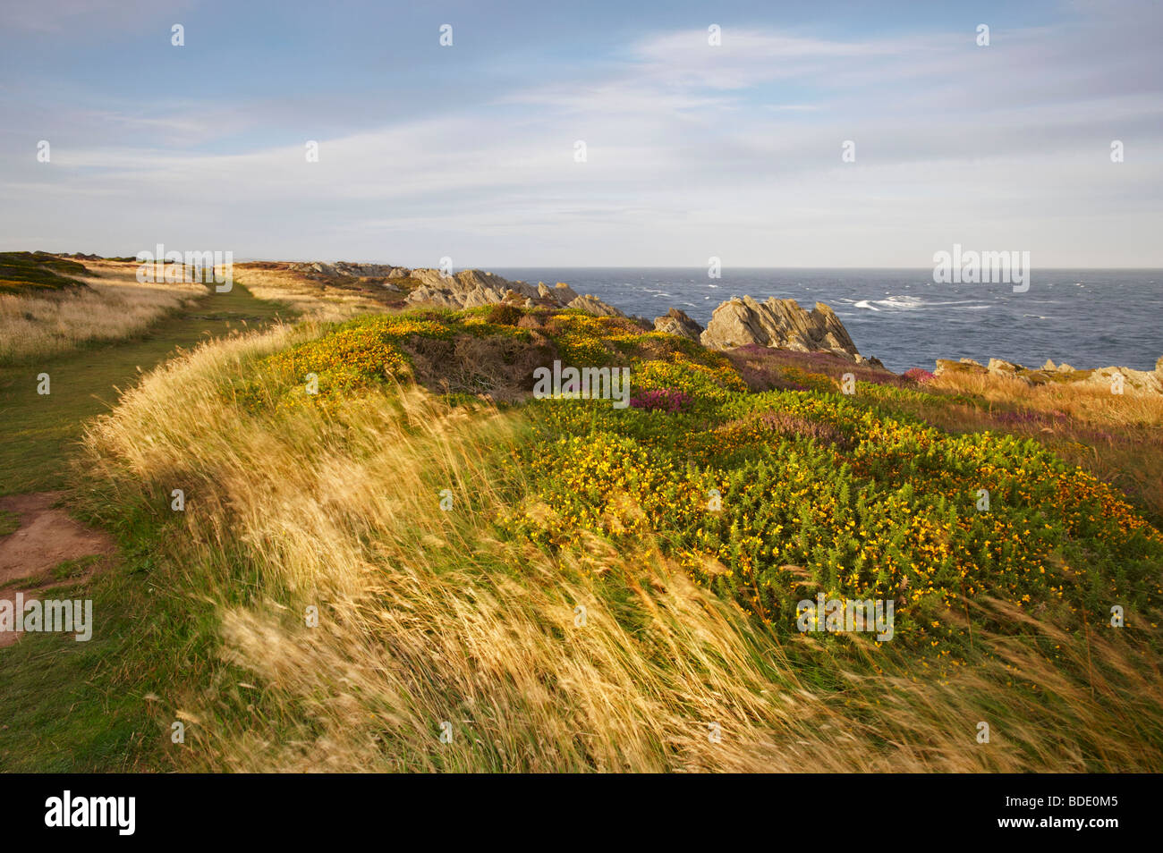 Heather isle of man hi-res stock photography and images - Alamy
