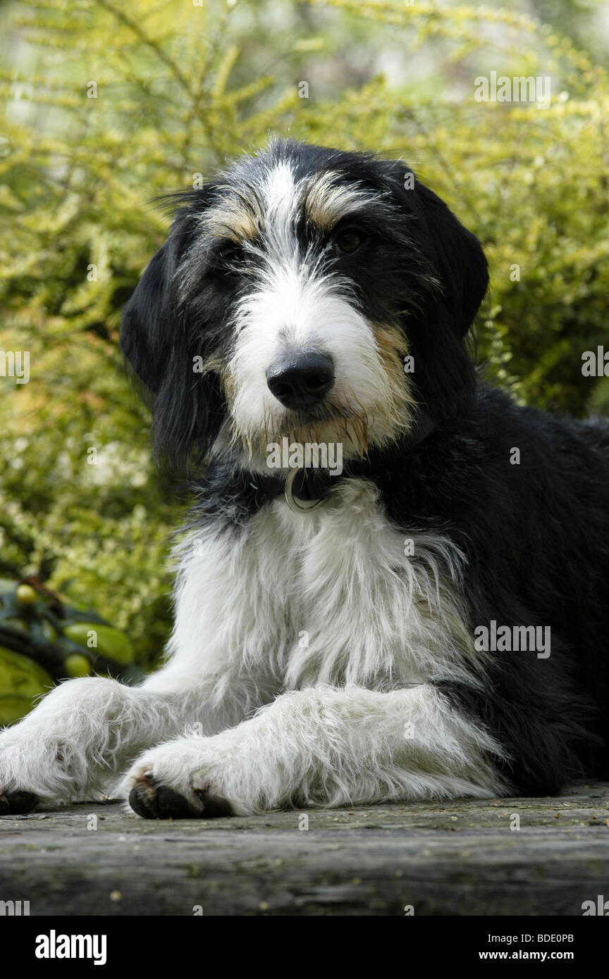 gæld beholder George Hanbury Otterhound X breed dog rescued from dog shelter Stock Photo - Alamy