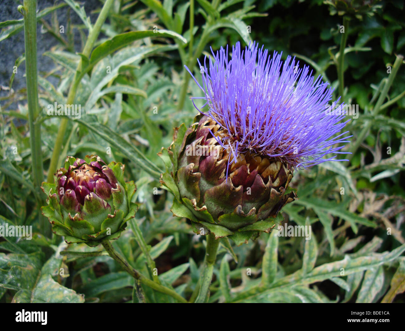 An artichoke flower Stock Photo Alamy
