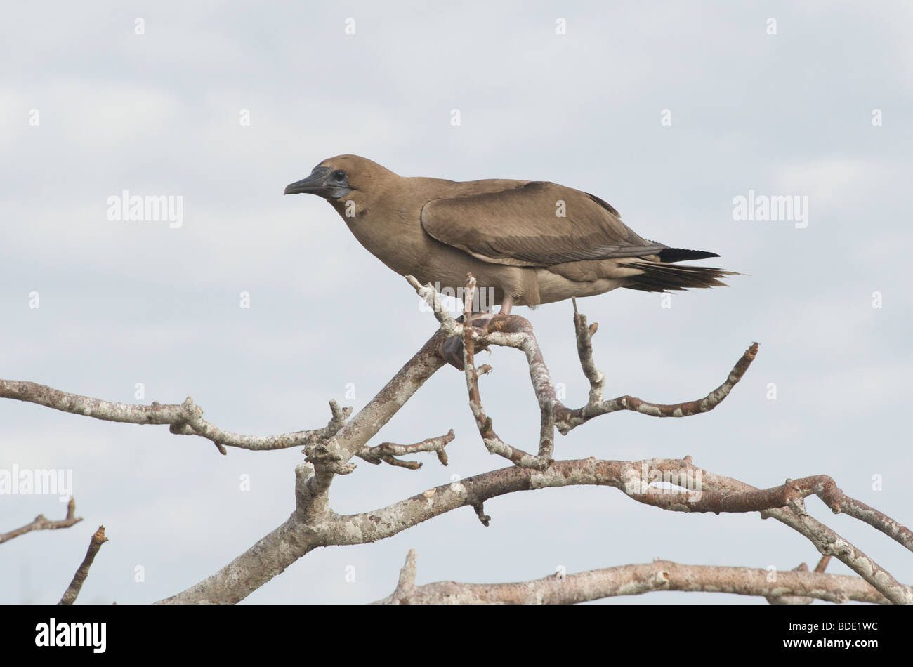 Hawk islands hi-res stock photography and images - Alamy