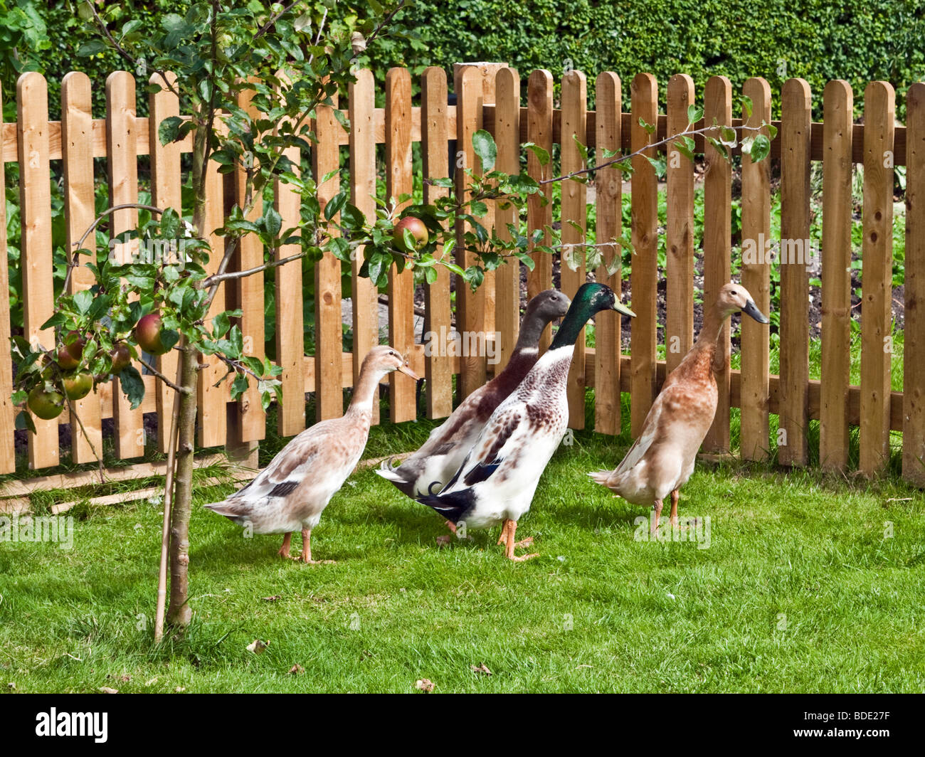 Four Indian Runner ducks, two male, two female in a picket fenced English garden with young apple tree. Stock Photo