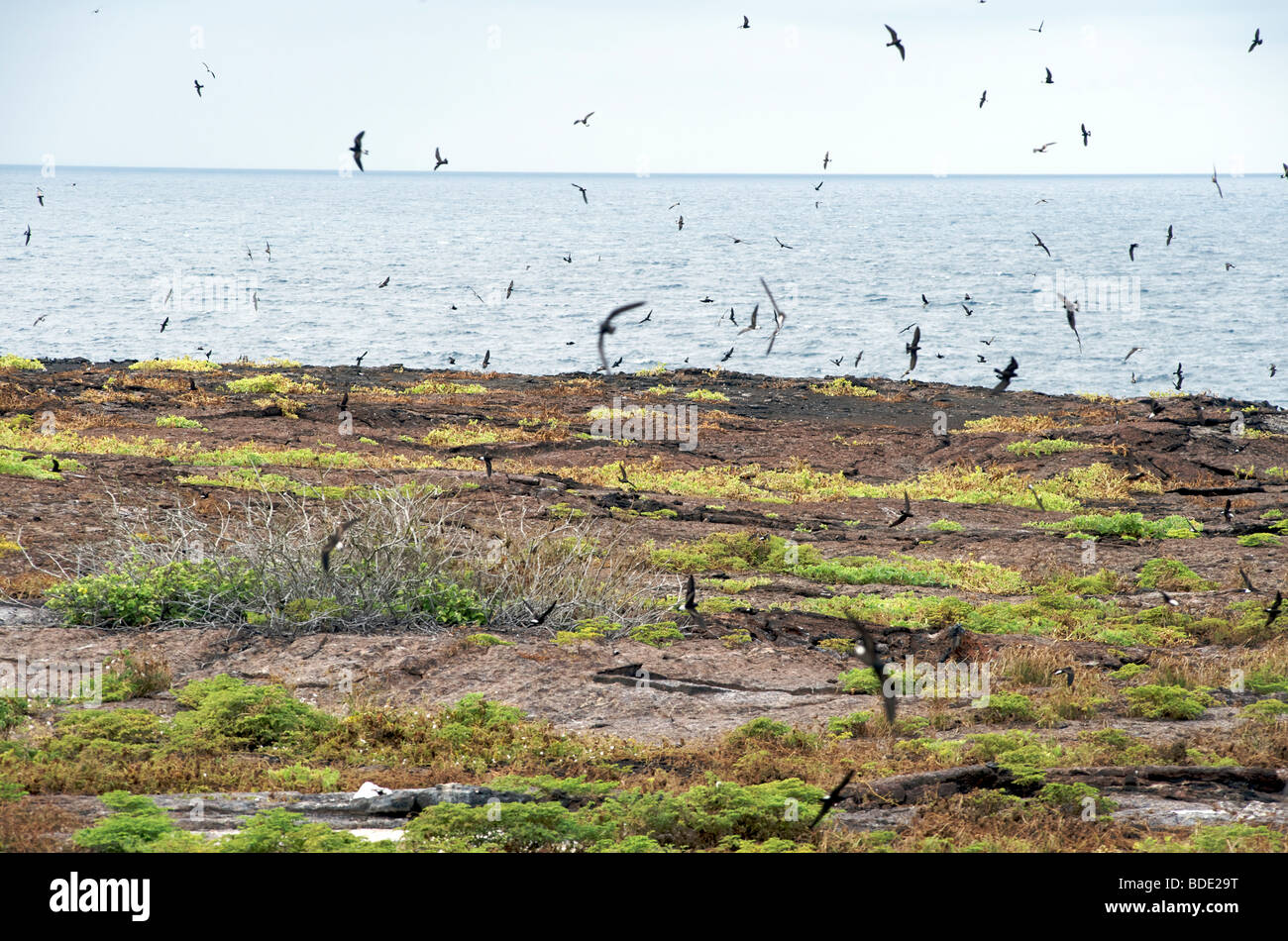 Elliot's Storm Petrels flying above and approaching nest burrows, Genovesa Island, Galapagos Islands, Ecuador, South America. Stock Photo