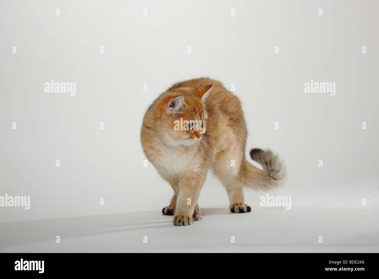 British Shorthair Cat, goldentickedtabby Stock Photo Alamy